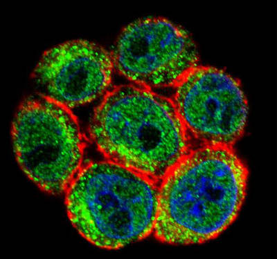 Immunofluorescent analysis of HeLa cells labeling SSH3 with ab170440 at a 1/10 dilution. Primary incubation was followed by secondary antibody labeling with Alexa Fluor 488-conjugated goat anti-rabbit lgG (green). Actin filaments have been labeled with Alexa Fluor555 phalloidin (red). DAPI was used to stain the cell nuclear (blue).