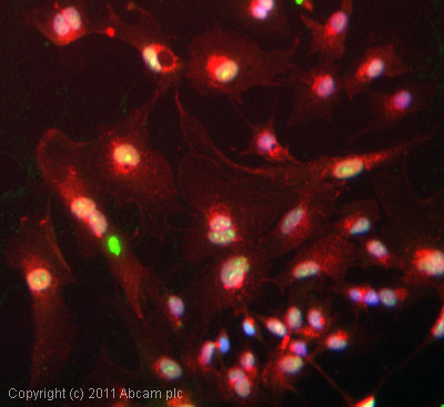 ICC/IF image of ab26212 stained HepG2 cells. The cells were 4% formaldehyde fixed (10 min) and then incubated in 1%BSA / 10% normal goat serum / 0.3M glycine in 0.1% PBS-Tween for 1h to permeabilise the cells and block non-specific protein-protein interactions. The cells were then incubated with the antibody (ab26212, 10µg/ml) overnight at +4°C. The secondary antibody (green) was ab96879, DyLight® 488 goat anti-mouse IgG (H+L) used at a 1/250 dilution for 1h. Alexa Fluor® 594 WGA was used to label plasma membranes (red) at a 1/200 dilution for 1h. DAPI was used to stain the cell nuclei (blue) at a concentration of 1.43µM.