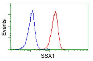 Flow cytometric analysis of SSX1 in Jurkat cells using ab119036 at 1/100 dilution (Red) compared to a nonspecific negative control antibody (Blue).