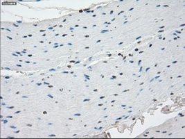 Immunohistochemical staining of paraffin embedded Human colon, using ab117972 at a dilution of 1/50.