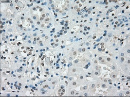 Immunohistochemical staining of paraffin-embedded Human kidney tissue, using ab117972 at a dilution of 1/50.