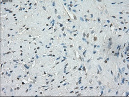 Immunohistochemical staining of paraffin embedded Human prostate tissue, using ab117972 at a dilution of 1/50.