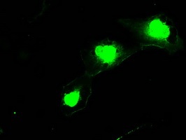 Immunofluorescent staining of COS7 cells transiently transfected by SSX2, using ab117972 at a dilution of 1/100.