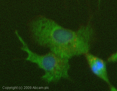 ICC/IF image of ab28266 stained HepG2 cells. The cells were 4% formaldehyde fixed (10 min) and then incubated in 1%BSA / 10% normal goat serum / 0.3M glycine in 0.1% PBS-Tween for 1h to permeabilise the cells and block non-specific protein-protein interactions. The cells were then incubated with the antibody (ab28266, 1µg/ml) overnight at +4°C. The secondary antibody (green) was Alexa Fluor® 488 goat anti-rabbit IgG (H+L) used at a 1/1000 dilution for 1h. Alexa Fluor® 594 WGA was used to label plasma membranes (red) at a 1/200 dilution for 1h. DAPI was used to stain the cell nuclei (blue) at a concentration of 1.43µM.