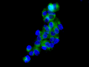 Immunofluorescent analysis of HepG2 cells labeling STAM2 with ab151545 at 1/100 dilution.