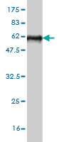 Western blot against tagged recombinant protein immunogen using ab58307 Stanniocalcin 2 antibody at 1ug/ml.