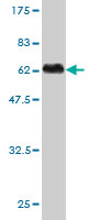 Western blot against tagged recombinant protein immunogen using ab58290 Slap antibody at 1ug/ml.