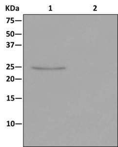 Western blot analysis on immunoprecipitation pellet from (Lane 1) THP-1 cell lysate or (Lane 2) 1X PBS (negative control) using ab178688 at a 1/10 dilution for IP and HRP-conjugated anti-rabbit IgG preferentially detecting the non-reduced form of rabbit IgG.