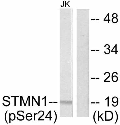 All lanes : Anti-Stathmin 1 (phospho S24) antibody (ab47398) at 1/500 dilutionLane 1 : Extracts from Jurkat cells treated with PMA Lane 2 : Extracts from Jurkat cells untreated 