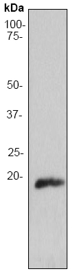 Anti-Stathmin 1 antibody (ab52906) at 1/50000 dilution + PC12 cell lysate at 10 µg