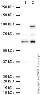 All lanes : Anti-Staufen antibody (ab73478) at 1 µg/mlLane 1 : SK N BE (Human neuroblastoma) Whole Cell LysateLane 2 : SW480 (Human colon adenocarcinoma cell line) Whole Cell LysateLysates/proteins at 10 µg per lane.SecondaryGoat polyclonal to Rabbit IgG - H&L - Pre-Adsorbed (HRP) at 1/3000 dilutiondeveloped using the ECL techniquePerformed under reducing conditions.