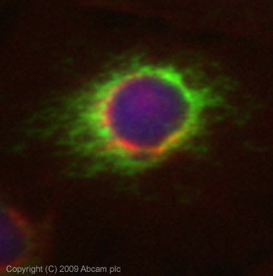 ICC/IF image of ab73478 stained HeLa cells. The cells were 100% methanol fixed (5 min) and then incubated in 1%BSA / 10% normal goat serum / 0.3M glycine in 0.1% PBS-Tween for 1h to permeabilise the cells and block non-specific protein-protein interactions. The cells were then incubated with the antibody (ab73478, 5µg/ml) overnight at +4°C. The secondary antibody (green) was Alexa Fluor® 488 goat anti-rabbit IgG (H+L) used at a 1/1000 dilution for 1h. Alexa Fluor® 594 WGA was used to label plasma membranes (red) at a 1/200 dilution for 1h. DAPI was used to stain the cell nuclei (blue) at a concentration of 1.43µM. This antibody also gave a positive result in 100% methanol fixed (5 min) MCF7 cells at 5µg/ml.