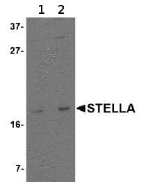 Lane 1 :  Anti-Stella antibody (ab74531) at 1 µg/mlLane 2 :  Anti-Stella antibody (ab74531) at 2 µg/mlLane 1 : 293 cell lysateLane 2 : 293 cell lysateLysates/proteins at 15 µg per lane.