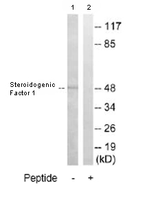 All lanes : Anti-Steroidogenic Factor 1 antibody (ab79377) at 1/500 dilutionLane 1 : Extracts from rat lungLane 2 : Extracts from rat lung with immunizing peptide at 5 µgLysates/proteins at 5 µg per lane.