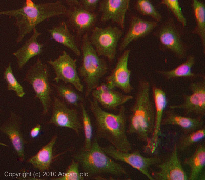 ICC/IF image of ab5519 stained HeLa cells. The cells were 4% formaldehyde fixed (10 min) and then incubated in 1%BSA / 10% normal goat serum / 0.3M glycine in 0.1% PBS-Tween for 1h to permeabilise the cells and block non-specific protein-protein interactions. The cells were then incubated with the antibody (ab5519, 5µg/ml) overnight at +4°C. The secondary antibody (green) was Alexa Fluor® 488 goat anti-rabbit IgG (H+L) used at a 1/1000 dilution for 1h. Alexa Fluor® 594 WGA was used to label plasma membranes (red) at a 1/200 dilution for 1h. DAPI was used to stain the cell nuclei (blue) at a concentration of 1.43µM.