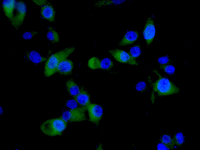 Immunofluorescent analysis of U87-MG cells labeling Striatin 4 with ab177155 at 1/50 dilution.