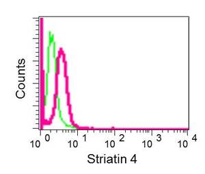 Flow cytometric analysis of permeabilized K562 cells labeling Striatin 4 with ab177155 at 1/10 dilution (red), or a rabbit IgG (negative) (green).
