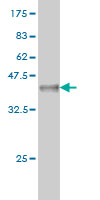 Western blot against tagged recombinant protein immunogen using ab55040 Styk1 antibody at 1ug/ml.