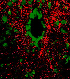 ab10353 staining Substance P in mouse spinal cord (red fluorescence) by Immunohistochemistry (PFA perfusion fixed frozen sections). Tissue was counterstained with Fluoro Nissl Green (green fluorescence). 