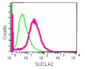 Flow cytometry analysis of 2% paraformaldehyde fixed 293 cells labeling SUCLA2 using ab183513 at a 1/100 dilution (green) or Rabbit monoclonal IgG (red), using a Goat anti rabbit IgG (FITC) secondary antibody at a 1/150 dilution.