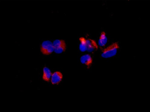 Immunofluorescent staining of 4% paraformaldehyde fixed 293 cells, labeling SUCLA2 using ab183513 at a 1/250 dilution and a Goat anti rabbit IgG (Alexa Fluor® 555) secondary antibody at a 1/200 dilution and counterstained with Dapi.
