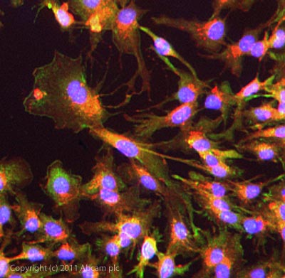 ICC/IF image of ab101057 stained HepG2 cells. The cells were 100% methanol fixed (5 min) and then incubated in 1%BSA / 10% normal goat serum / 0.3M glycine in 0.1% PBS-Tween for 1h to permeabilise the cells and block non-specific protein-protein interactions. The cells were then incubated with the antibody ab101057 at 5µg/ml overnight at +4°C. The secondary antibody (green) was DyLight® 488 goat anti- rabbit (ab96899) IgG (H+L) used at a 1/1000 dilution for 1h. Alexa Fluor® 594 WGA was used to label plasma membranes (red) at a 1/200 dilution for 1h. DAPI was used to stain the cell nuclei (blue) at a concentration of 1.43µM.