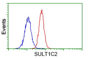 ab118991 at 1/100 dilution staining SULT1C2 in Jurkat cells by Flow cytometry (Red) compared to a nonspecific negative control antibody (Blue).