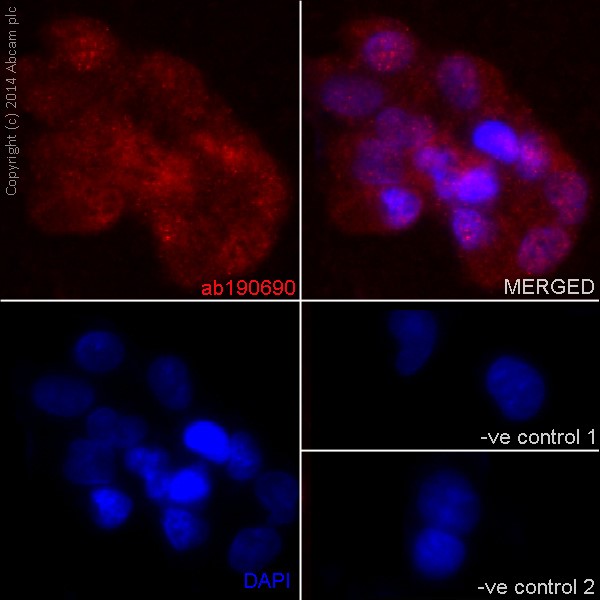 Immunofluorescent analysis of 4% paraformaldehyde labeling SULT2A1 with ab190690 at 1/100 followed by Goat anti rabbit IgG(Alexa Fluor® 555) at 1/200 and counterstained with DAPI.