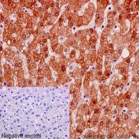 Immunohistochemical analysis of paraffin embedded human liver labeling SULT2A1 with ab190690 at 1/500 followed by HRP conjugated secondary antibody and counterstained with hematoxylin.