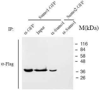 293T cells were transfected with a vector that has Sumo1 fused to GFP and a Flag tag. Cell lysates were used in IP with ab11672 (and a GFP antibody as a control). The resulting western blot was performed with a Flag antibody. As a control, cells were transfected with a a vector with Sumo2 fused to GFP and a Flag tag. ab11672 does not IP anything from this lysate.Lane 1: Sumo1 fusion lysate - IP'd with GFP antibodyLane 2: Sumo1 fusion lysate - no IPLane 3: Sumo1 fusion lysate - IP'd with ab11672Lane 4: Sumo2 fusion lysate - IP'd with ab11672