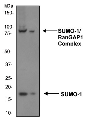 All lanes : Anti-Sumo 1 antibody [Y299] - ChIP Grade (ab32058) at 1/1000 dilutionLane 1 : HeLa cell lysateLane 2 : NIH 3T3 cell lysate