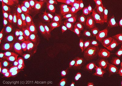 ICC/IF image of ab22654 stained MCF7 cells. The cells were 100% methanol fixed (5 min) and then incubated in 1%BSA / 10% normal goat serum / 0.3M glycine in 0.1% PBS-Tween for 1h to permeabilise the cells and block non-specific protein-protein interactions. The cells were then incubated with the antibody (ab22654, 1µg/ml) overnight at +4°C. The secondary antibody (green) was ab96899, DyLight® 488 goat anti-rabbit IgG (H+L) used at a 1/250 dilution for 1h.Alexa Fluor® 594 WGA was used to label plasma membranes (red) at a 1/200 dilution for 1h. DAPI was used to stain the cell nuclei (blue) at a concentration of 1.43µM.