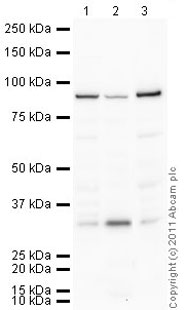 All lanes : Anti-SUN2 antibody (ab65447) at 1 µg/mlLane 1 : Skeletal Muscle (Mouse) Tissue LysateLane 2 : Heart (Mouse) Tissue Lysate Lane 3 : Skeletal Muscle (Rat) Tissue Lysate Lysates/proteins at 10 µg per lane.SecondaryGoat Anti-Rabbit IgG H&L (HRP) preadsorbed (ab97080) at 1/5000 dilutiondeveloped using the ECL techniquePerformed under reducing conditions.