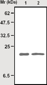 IP with ab16958 of SOD1 from HeLa cell lysate.Lane 1 - inputLane 2 - IP with ab16958Immunoblotting with polyclonal to SOD16831.