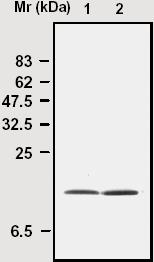 IP of SOD1 from HeLa cell lysateLane 1 - inputLane 2 - IP with ab16950Immunoblot with polyclonal to SOD1 (ab16831)