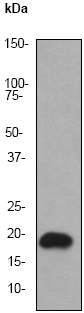 Anti-Superoxide Dismutase 1 antibody [EP1727Y] (ab51254) at 1/50000 dilution + Jurkat cell lysate at 10 µgSecondaryGoat anti-rabbit HRP labeled at 1/2000 dilution