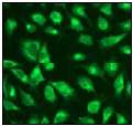Immunofluorescent staining of HeLa cells using ab51254 (1:100).