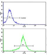 Flow cytometric analysis of K562 cells labelling Superoxide Dismutase 3 with ab135790 at 1/10 dilution (bottom histogram) compared to a negative control cell (top histogram). FITC-conjugated goat-anti-rabbit secondary antibodies were used for the analysis.