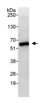 ab114979, used for IP at 3 µg/mg lysate, staining Suppressor of Fused in HeLa whole cell lysate (1 mg for IP, 20% of IP loaded).  Detection: Chemiluminescence with an exposure time of 10 seconds.
