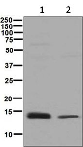 All lanes : Anti-Suppressor of Ty 4 homolog 1 antibody [EPR6100(2)] (ab129187) at 1/1000 dilutionLane 1 : 293T cell lysatesLane 2 : MCF-7 cell lysatesLysates/proteins at 10 µg per lane.SecondaryHRP labelled goat anti-rabbit at 1/2000 dilution
