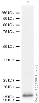 Anti-SUZ12 antibody (ab77605) at 1 µg/ml + Human SUZ12 Partial Recombinant Protein (His Tagged) at 0.1 µgSecondaryGoat polyclonal to Rabbit IgG - H&L - Pre-Adsorbed (HRP) at 1/3000 dilutionPerformed under reducing conditions.