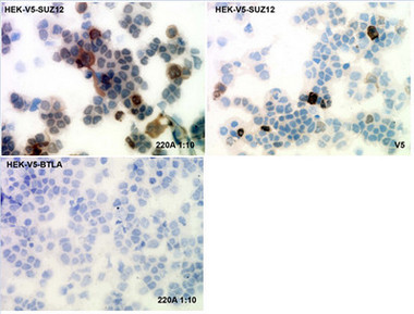 To confirm that ab126577 recognized Human SUZ12 protein, Immunohistochemistry on frozen cytospins preparations of V5-tagged Human SUZ12 expressed in Hek293T was performed. Labeling with the ab126577 confirmed the efficiency of transfection. Cytospin preparation of V5-tagged Human BTLA protein was used as a negative control.