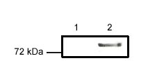 All lanes : Anti-SUZ12 antibody - ChIP Grade (ab12073) at 0.4 µg/mlLane 1 : Untransfected 293T cellsLane 2 : 293T cells transfected with 5ug HA-SUZ12developed using the ECL technique