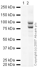 All lanes : Anti-SUZ12 antibody - ChIP Grade (ab12073) at 1 µg/mlLane 1 : untransfected 293T cell lysateLane 2 : 293T cells transfected with 5ug HA-Suz12Lysates/proteins at 20 µg per lane.SecondaryGoat polyclonal to Rabbit IgG H&L (HRP) (Dako) at 1/2000 dilutionPerformed under reducing conditions.