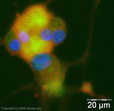ICC/IF image of ab33892 stained PC12 cells. The cells were 4% PFA fixed (10 min) and then incubated in 1%BSA / 10% normal goat serum / 0.3M glycine in 0.1% PBS-Tween for 1h to permeabilise the cells and block non-specific protein-protein interactions. The cells were then incubated with the antibody (ab33892, 1µg/ml) overnight at +4°C. The secondary antibody (green) was Alexa Fluor® 488 goat anti-rabbit IgG (H+L) used at a 1/1000 dilution for 1h. Alexa Fluor® 594 WGA was used to label plasma membranes (red) at a 1/200 dilution for 1h. DAPI was used to stain the cell nuclei (blue).