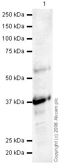 Anti-Synaptophysin antibody (ab23754) at 1 µg/ml + Human brain tissue lysate at 20 µgSecondaryGoat polyclonal to Rabbit IgG (Alexa Fluor® 680) at 1/10000 dilutionPerformed under reducing conditions.