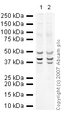 All lanes : Anti-Synaptophysin antibody (ab23754) at 1 µg/mlLane 1 : Brain (Mouse) Tissue Lysate - normal tissueLane 2 : Brain (Rat) Tissue Lysate - normal tissue Lysates/proteins at 10 µg per lane.SecondaryIRDye 680 Conjugated Goat Anti-Rabbit IgG (H+L) at 1/10000 dilutionPerformed under reducing conditions.