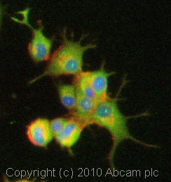 ICC/IF image of ab23754 stained PC12 cells. The cells were 100% methanol fixed (5 min) and then incubated in 1%BSA / 10% normal goat serum / 0.3M glycine in 0.1% PBS-Tween for 1h to permeabilise the cells and block non-specific protein-protein interactions. The cells were then incubated with the antibody (ab23754, 5µg/ml) overnight at +4°C. The secondary antibody (green) was Alexa Fluor® 488 goat anti-rabbit IgG (H+L) used at a 1/1000 dilution for 1h. Alexa Fluor® 594 WGA was used to label plasma membranes (red) at a 1/200 dilution for 1h. DAPI was used to stain the cell nuclei (blue) at a concentration of 1.43µM.