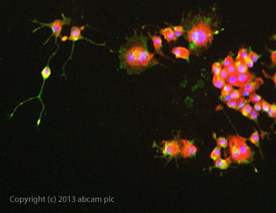 ICC/IF image of ab72242 stained PC12 cells. The cells were 100% methanol fixed (5 min) and then incubated in 1%BSA / 10% normal donkey serum / 0.3M glycine in 0.1% PBS-Tween for 1h to permeabilise the cells and block non-specific protein-protein interactions. The cells were then incubated with the antibody ab72242 at 1/100 dilution overnight at +4°C. The secondary antibody (green) was DyLight® 488 donkey anti- sheep (96939) IgG (H+L) used at a 1/250 dilution for 1h. Alexa Fluor® 594 WGA was used to label plasma membranes (red) at a 1/200 dilution for 1h. DAPI was used to stain the cell nuclei (blue) at a concentration of 1.43µM.