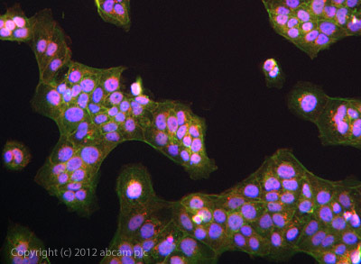 ab101883 stained JEG3 cells. The cells were 4% formaldehyde fixed (10 min) and then incubated in 1%BSA / 10% normal goat serum / 0.3M glycine in 0.1% PBS-Tween for 1h to permeabilise the cells and block non-specific protein-protein interactions. The cells were then incubated with the antibody ab101883 at 1 in 1000 dilution overnight at +4°C. The secondary antibody (green) was DyLight® 488 goat anti- rabbit (ab96899) IgG (H+L) used at a 1/1000 dilution for 1h. Alexa Fluor® 594 WGA was used to label plasma membranes (red) at a 1/200 dilution for 1h. DAPI was used to stain the cell nuclei (blue) at a concentration of 1.43µM.